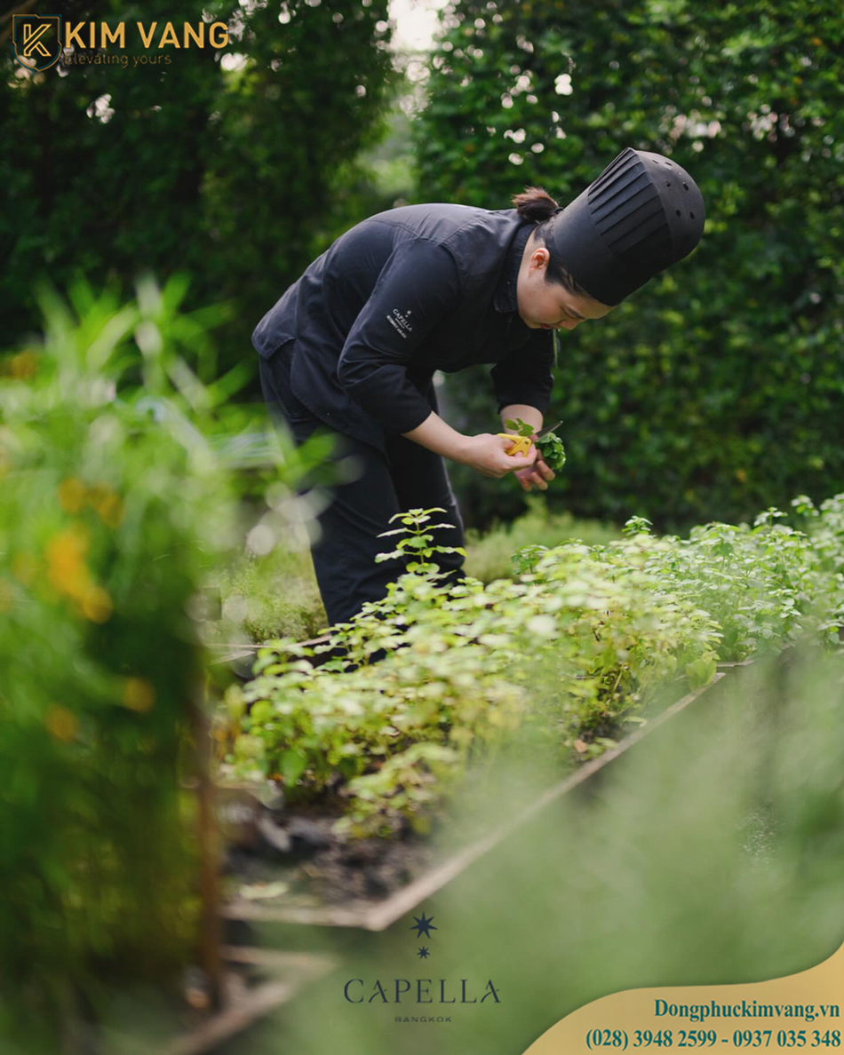 dong phuc bep truong capella bankok dong phuc kim vang vn